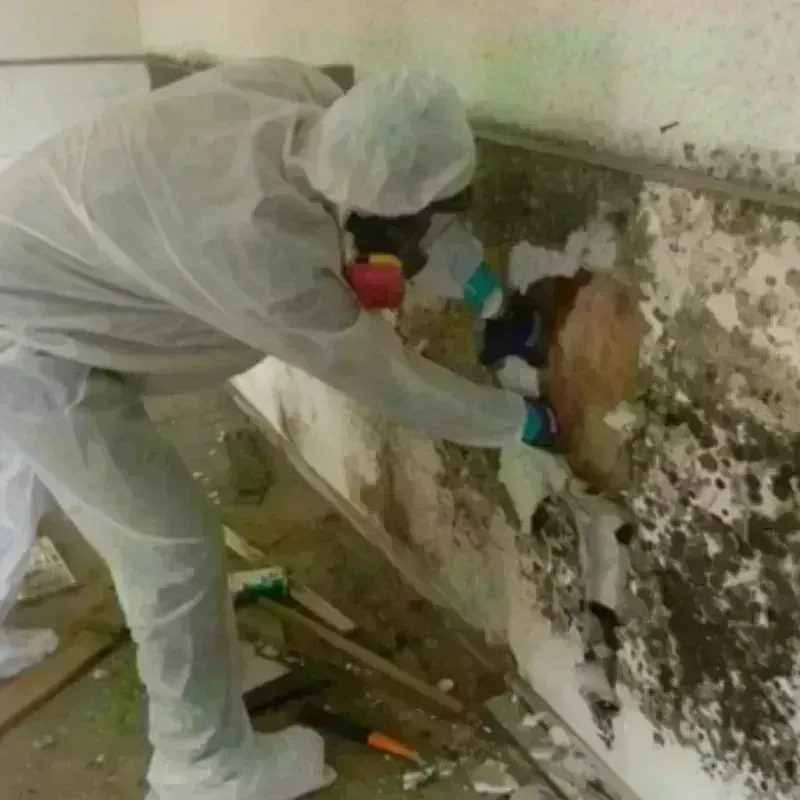 Mold Remediation and Removal in South Bend, IN